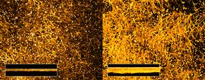 Albumin triggers fungal virulence