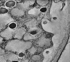 Tomogram and corresponding 3D model of the tip-vesicles in the growing lily pollen tube