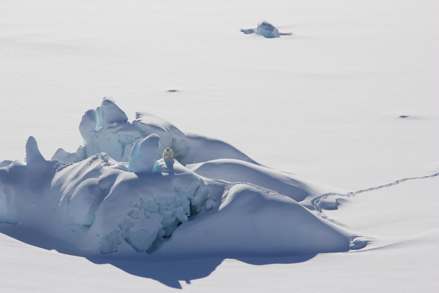Polar bear on sea ice