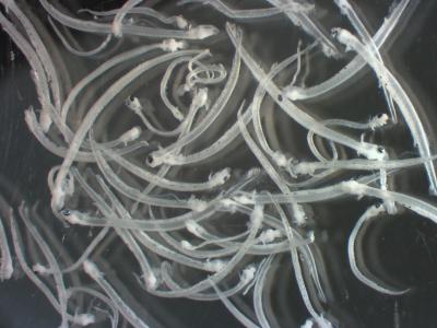 Anchovy and Sardine Larvae