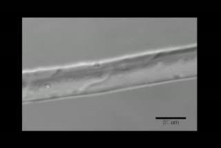 Satellite Cell Movement