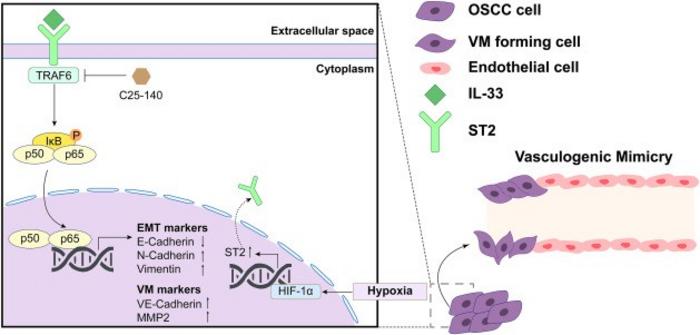 Schematic diagram of the mechanism of IL-33/ST2L/TRAF6/NF-κB axis promoting vasculogenic mimicry (VM) in oral squamous cell carcinoma