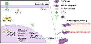 Schematic diagram of the mechanism of IL-33/ST2L/TRAF6/NF-κB axis promoting vasculogenic mimicry (VM) in oral squamous cell carcinoma