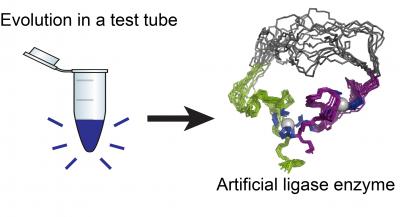 RNA Ligase Enzyme