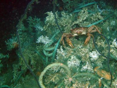 Unanticipated Trawling Impacts