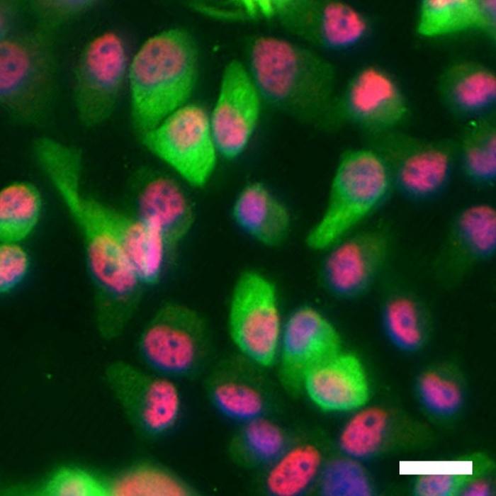 WWOX Expression Correlates with Elevated p63 Levels in Skin Cancer Cells