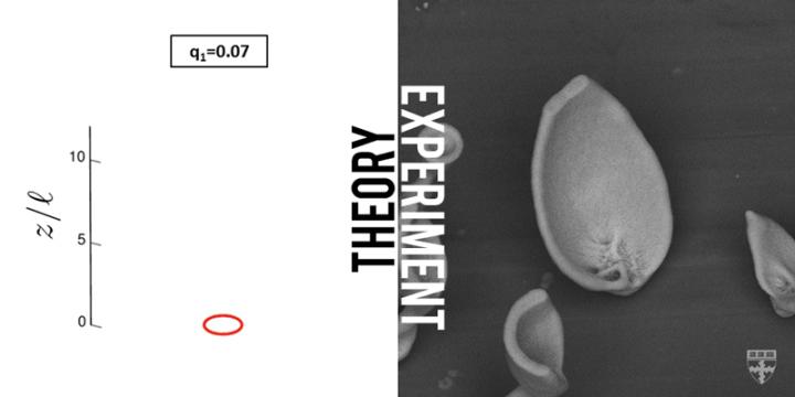 Growing Micro Petals