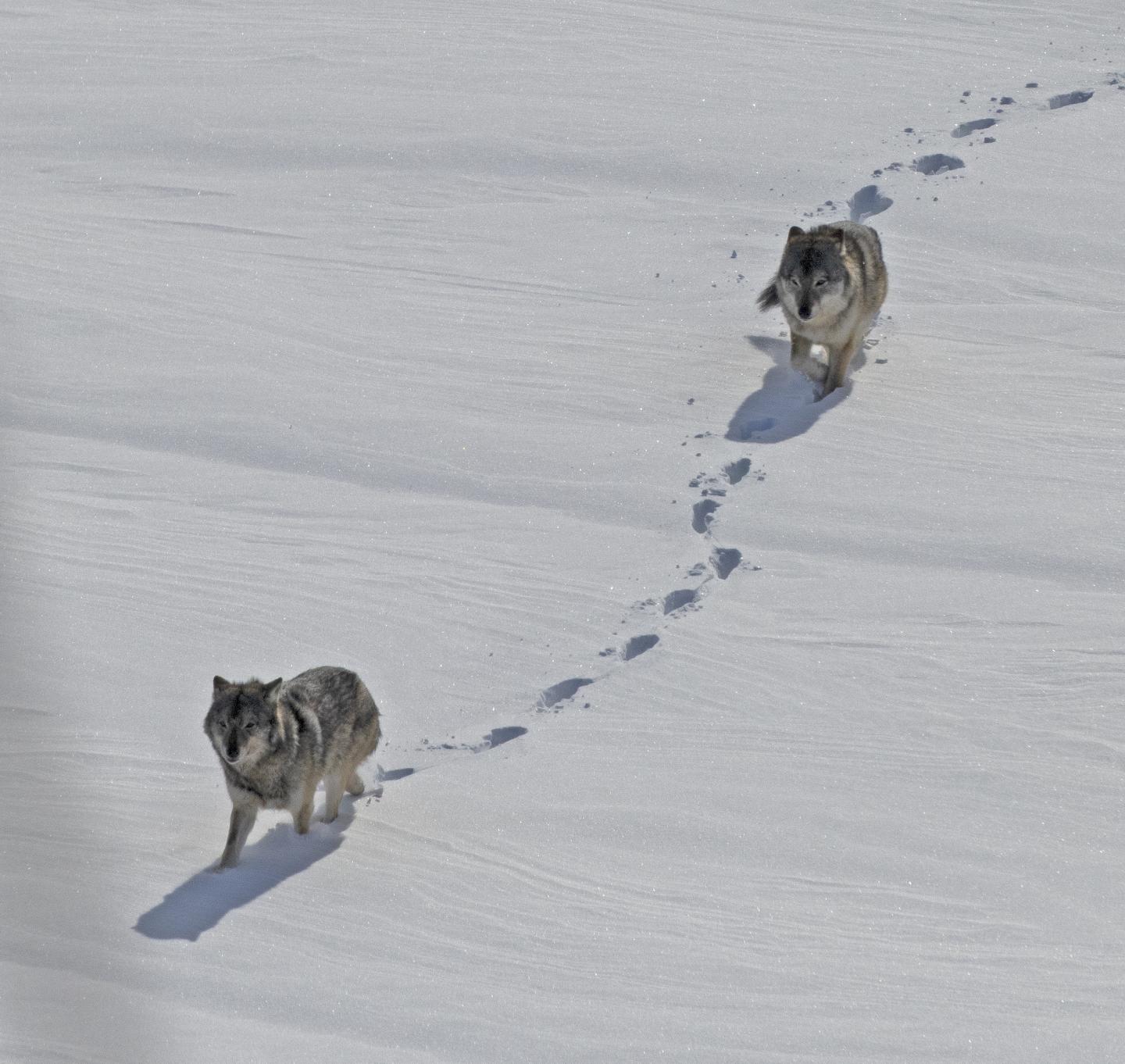 Wolves Patrolling Isle Royale