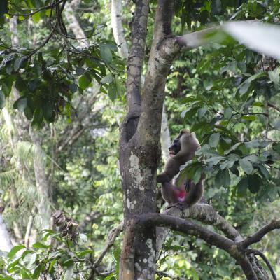 A Male Drill (<i>Mandrillus leucophaeus</i>)