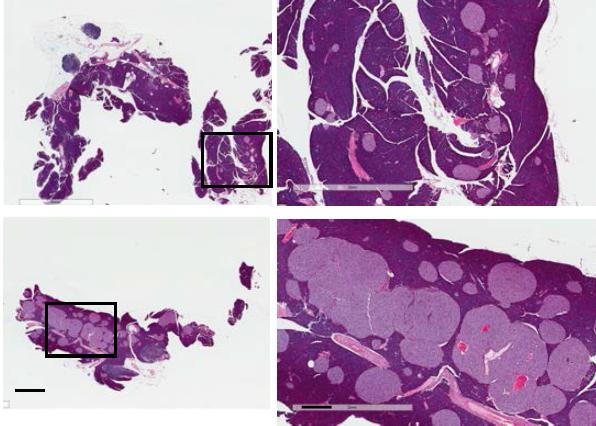 Visible Islet Differences in Mice Lacking TLR2 and TLR4