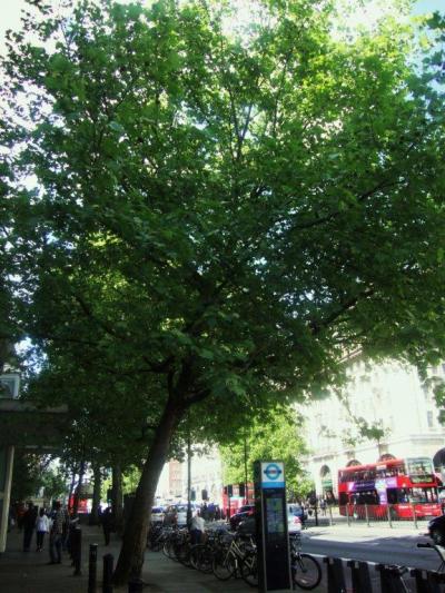 Street Tree