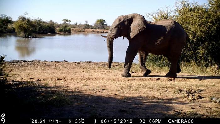 Elephant still image from camera recording
