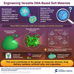 Anisotropic DNA condensates to mimic biological systems