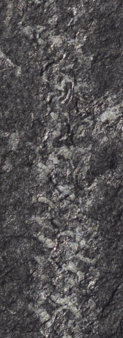 Graptolite Detail