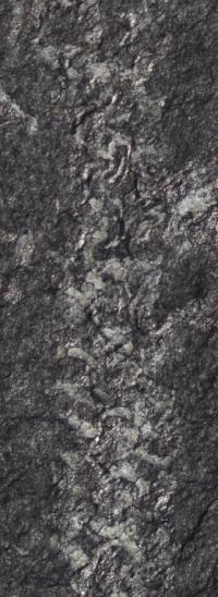 Graptolite Detail