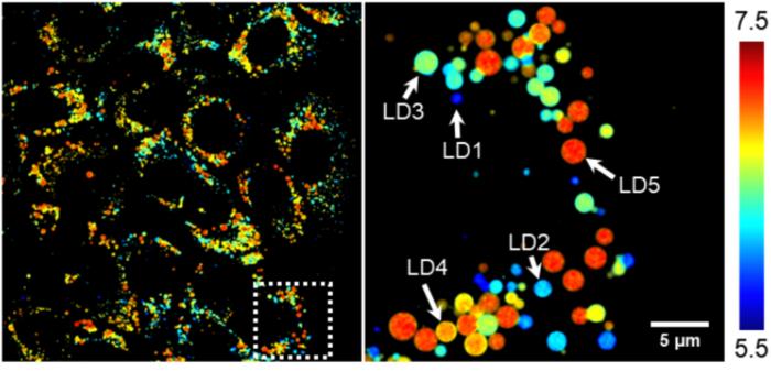 Pseudo-color fluorescence lifetime image of liver cancer cells stained with LipiPB Red