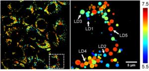 Pseudo-color fluorescence lifetime image of liver cancer cells stained with LipiPB Red