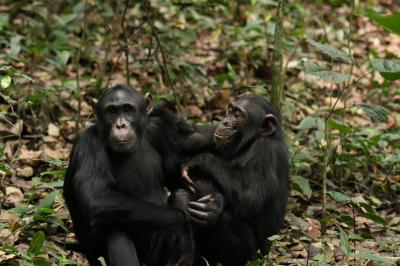 Adolescent Chimps