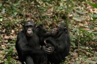 Adolescent Chimps