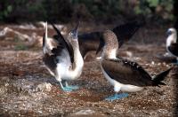 Blue Footed Booby, Galapagos
