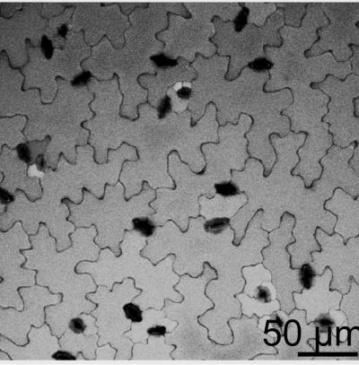 Leaf Cells