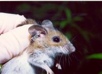 White-Footed Mouse