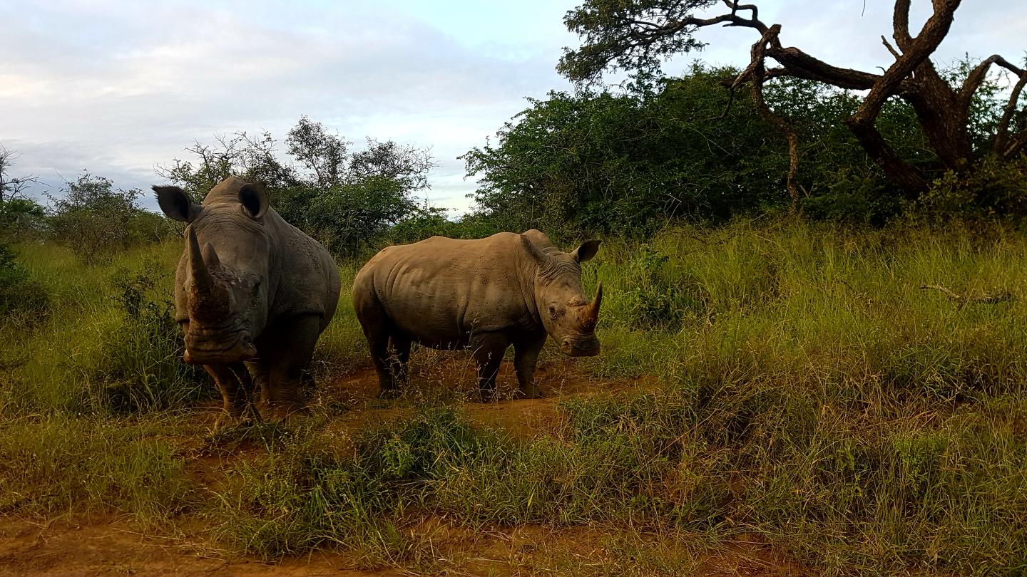 Southern White Rhinoceros