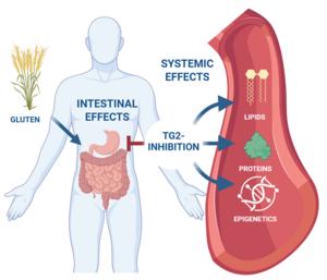 Experimental drug offers new hope for coeliac disease treatment – protects the whole body from the harmful effects of gluten