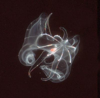 <i>Bathycyroe fosteri</i>