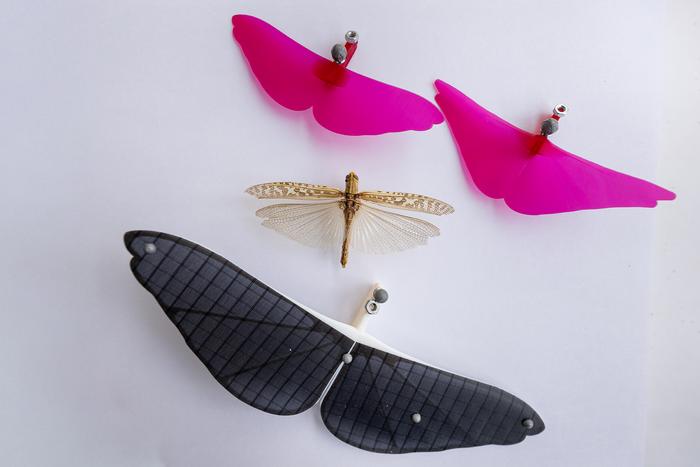 Grasshopper-inspired gliders