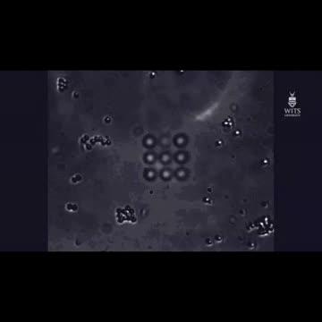 Vector Holographic Trap