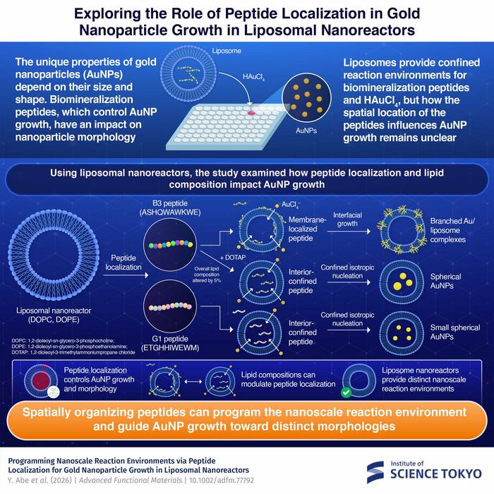 Exploring the Role of Biomineralization Peptide Localization in Gold Nanoparticle Growth in Liposomal Nanoreactors