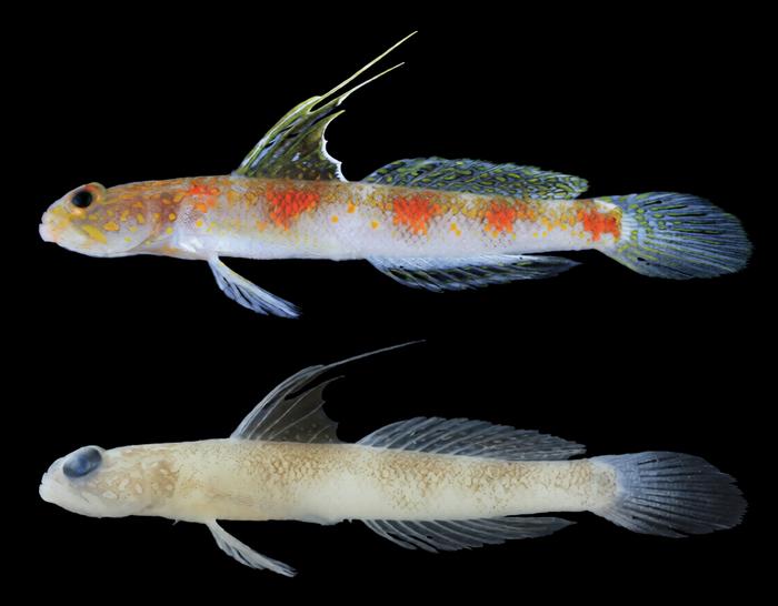 Tomiyamichthys oriens sp. nov.