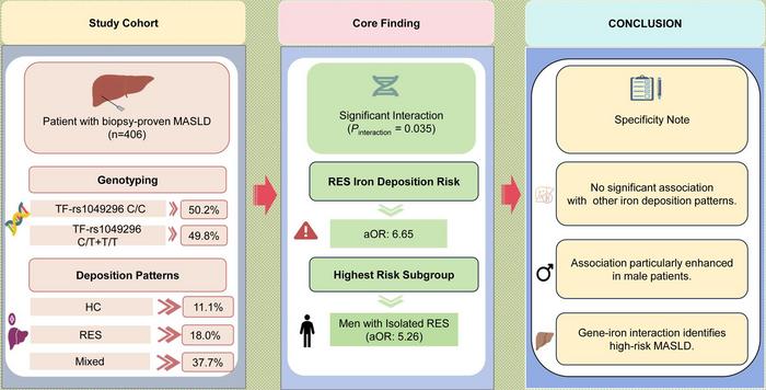 TF-rs1049296 C>T Variant Modifies the Association between Hepatic Iron Stores and Liver Fibrosis in Metabolic Dysfunction-associated Steatotic Liver Disease