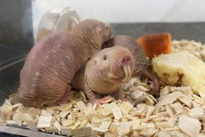 Long-lived and highly social naked mole-rats