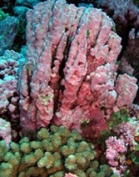 Encrusting Red Algae