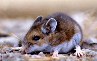 Mouse