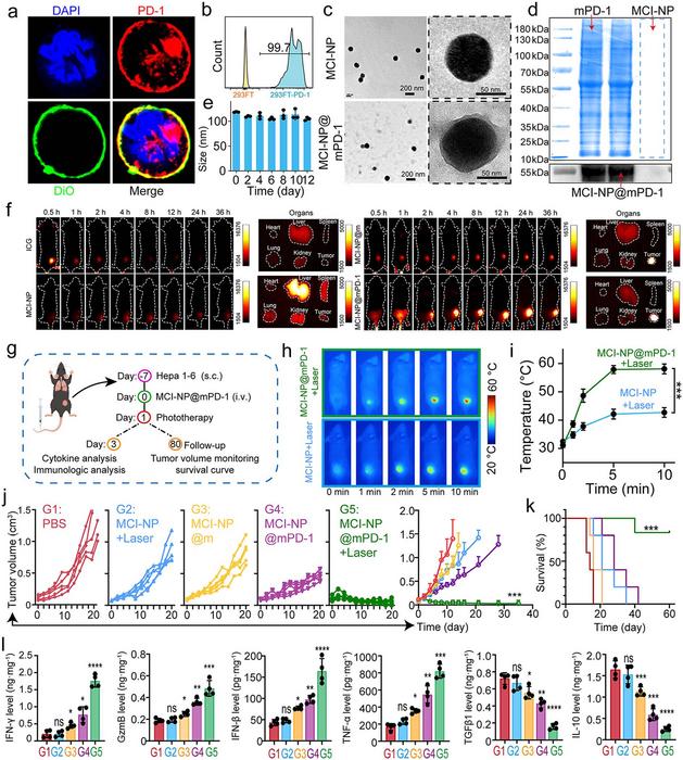 Tumor Targeting and In Vivo Photothermal Immunotherapy of MCI-NP@mPD-1