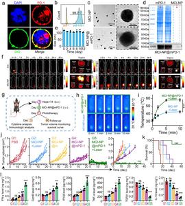 Tumor Targeting and In Vivo Photothermal Immunotherapy of MCI-NP@mPD-1
