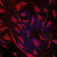 Treated Heart Cells