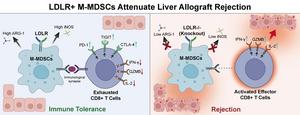 LDLR+ Monocytic Myeloid-derived Suppressor Cells Attenuate Allograft Rejection in Liver Transplantation