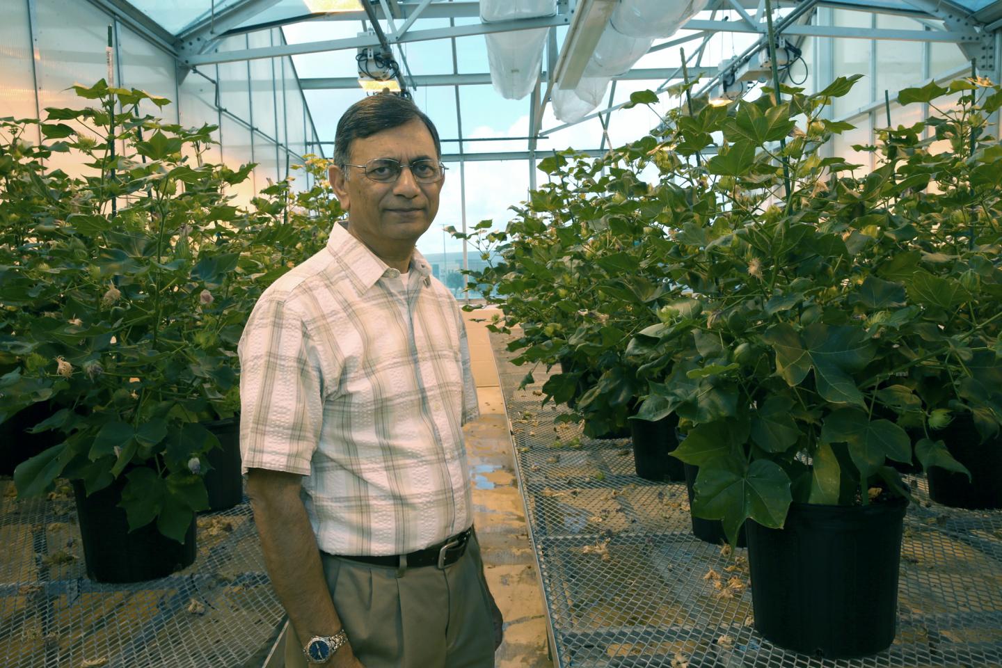 Dr. Keerti Rathore, Texas A&M AgriLife Research plant biotechnologist