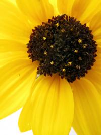 Cucumber-Leaf Sunflower