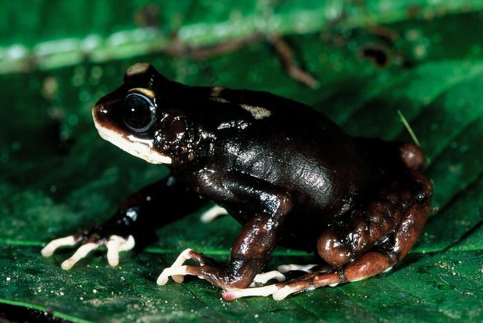 One of the newly described toad species, Nectophrynoides uhehe. Photo credit: Michele Menegon