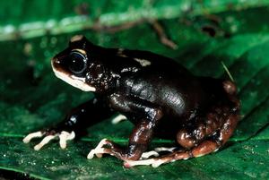 One of the newly described toad species, Nectophrynoides uhehe. Photo credit: Michele Menegon