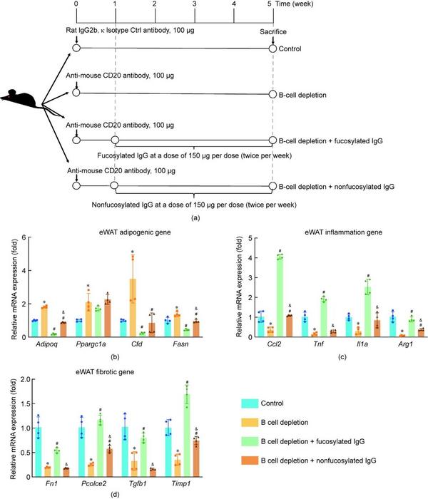 Role of fucosylated IgG in eWAT dysfunction and aging.