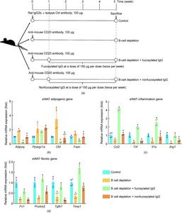 Role of fucosylated IgG in eWAT dysfunction and aging.