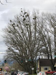 Western oak mistletoe in northern red oak. Photo by Dave Shaw, Oregon State University College of Forestry/OSU Extension Service.