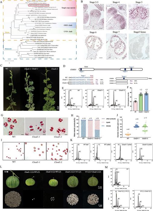 Disruption of ClOSD1 leads to both somatic and gametic ploidy doubling in watermelon.