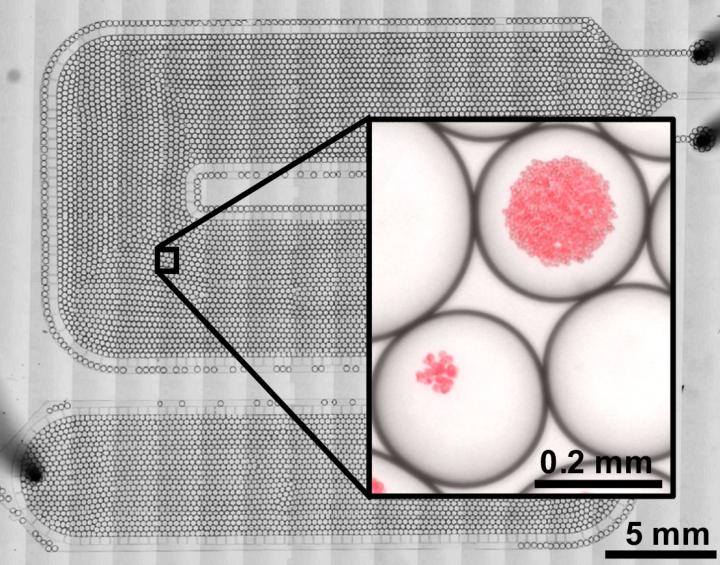 Algae Droplets on Microchips